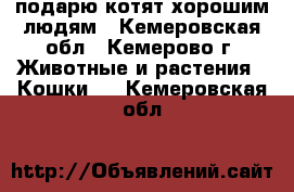 подарю котят хорошим людям - Кемеровская обл., Кемерово г. Животные и растения » Кошки   . Кемеровская обл.